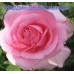 Троянда Жардін де Вілландрі (Роза Jardins de Villandry)